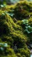 A close up of a moss covered plant photo