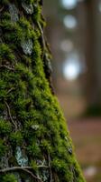 A close up of a tree trunk with moss growing on it photo