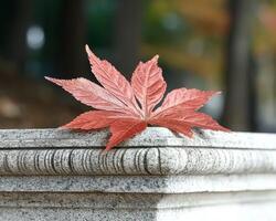 Red maple leaf on stone surface photo