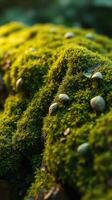 A close up of moss on a rock photo