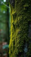 A close up of a tree with moss on it photo