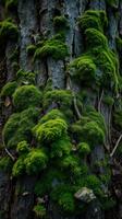 Moss on a tree trunk photo