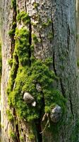 A moss covered tree trunk photo