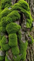 A tree trunk with moss growing on it photo