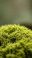 A close up of a green mossy plant photo