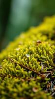 A close up of a green mossy plant photo