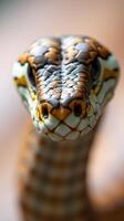 A close up of a snake's head with a blurred background photo