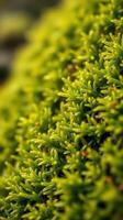 A close up of green moss on a rock photo