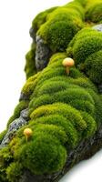 Moss on a rock with mushrooms on it photo
