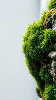 A mossy rock with green plants growing on it photo