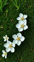 Three white flowers on a green grassy field photo