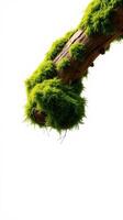 A moss covered branch on a white background photo