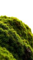 A close up of a moss covered rock photo