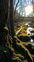 A tree trunk with moss growing on it photo