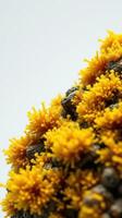A close up of a bunch of yellow flowers photo