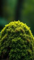 A close up of a green moss ball photo