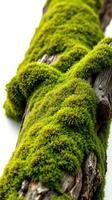 A moss covered log on a white background photo