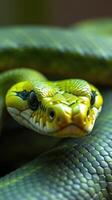 A close up of a green snake with its eyes open photo