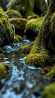 A stream of water running through a forest photo