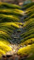 A close up of a moss covered path photo
