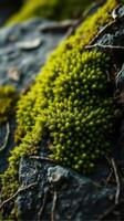 A close up of green moss growing on rocks photo