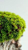 A close up of a moss plant on a white background photo