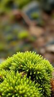 A close up of a green plant with some rocks photo