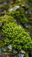 A close up of a green plant growing on a rock photo