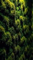 A close up of a moss covered wall photo