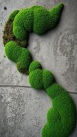 A mossy green plant is sitting on the ground photo