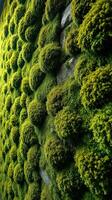 A moss wall with green plants growing on it photo