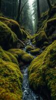 A stream running through a forest with mossy rocks photo