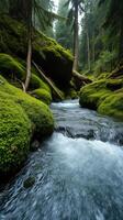 A stream flowing through a forest photo