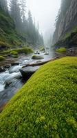 A river flowing through a moss covered forest photo