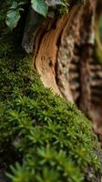 A close up of a moss covered tree trunk photo