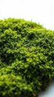 A close up of a green plant on a white surface photo
