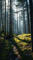 A path through a forest with trees and grass photo