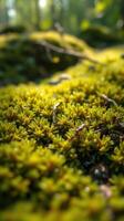 A close up of moss growing on the ground photo
