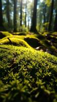 A close up of moss growing in a forest photo