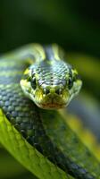 A close up of a green snake with yellow eyes photo
