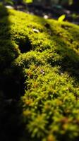 A close up of a moss covered rock photo