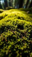A close up of moss growing on a forest floor photo