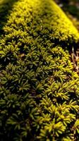 A close up of a moss covered tree photo