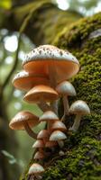 A group of mushrooms growing on a tree photo