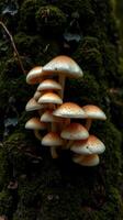 A group of mushrooms growing on a tree trunk photo
