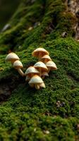 A group of mushrooms growing on a moss covered tree photo