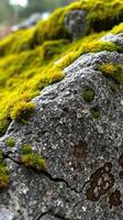 A close up of moss growing on a rock photo