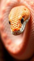 An orange snake with a black background photo