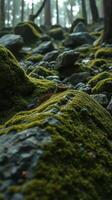 A forest with mossy rocks and trees photo