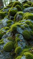 A close up of moss growing on rocks photo